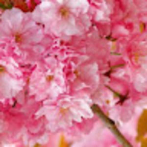 Meet your Posher, Arifah